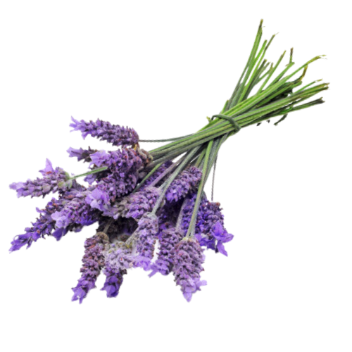 Lavendel für ätherisches Öl von doTERRA