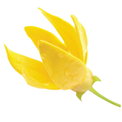 Ylang Ylang Blüte für ätherisches Öl