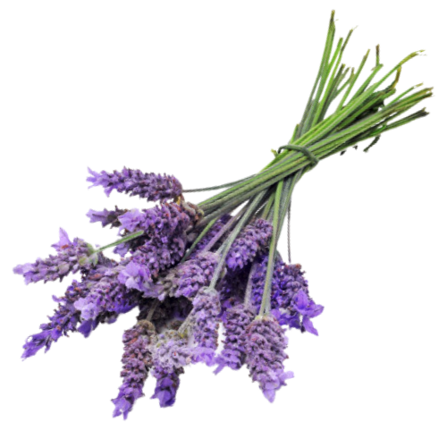frischer Lavendel für reines ätherisches Öl von doTERRA